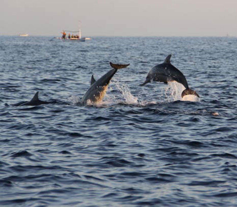 Dolphin Experience